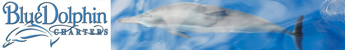 Blue Dolphin Sea Tour